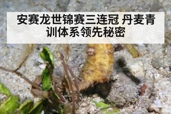 安赛龙世锦赛三连冠 丹麦青训体系领先秘密